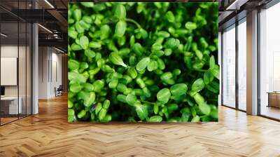 Healthy green microgreen background in natural light, closeup of leaves Wall mural