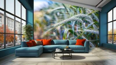 Green 'Triticale' wheat ears Wall mural