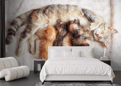 grey mother cat nursing her babies kittens, close up Wall mural