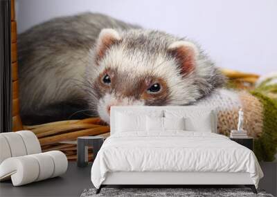 Sable ferret in basket Wall mural