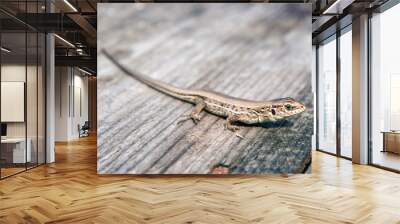 Green and brown lizard (Lacerta viridis, Lacerta agilis) is a species of lizard of the genus Green lizards. Lizard on the wooden backdround. Wall mural