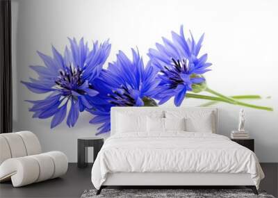 Three delicate blue cornflower blossoms with green stems isolated on a white background. Wall mural