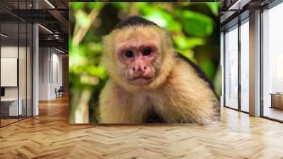 Capuchin monkey portrait in the Manuel Antonio national park in Costa Rica. Wall mural