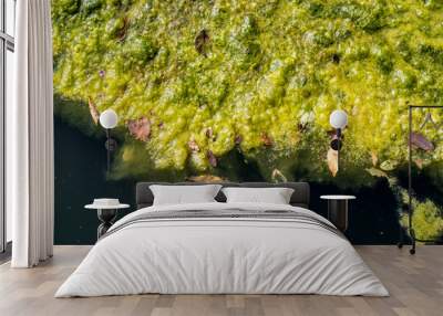 moss on the water Wall mural