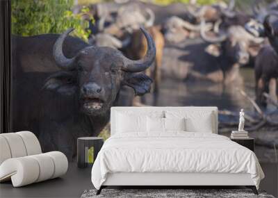 Small herd of buffalo at a waterhole 2 Wall mural