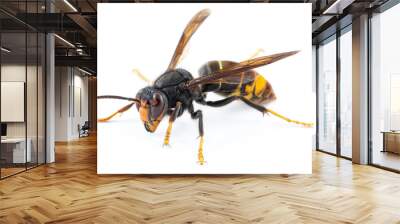 Asian hornet, also known as the yellow-legged hornet (Vespa velutina) on white. Wall mural