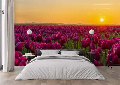 Purple tulip field during a beautiful sunset Wall mural