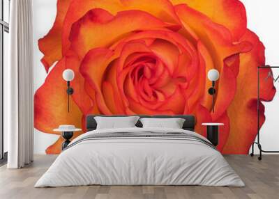 Isolated Orange rose Wall mural