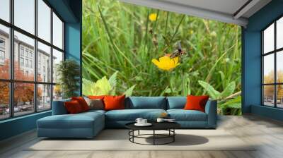 butterfly on yellow flower Wall mural