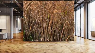 field of wheat Wall mural