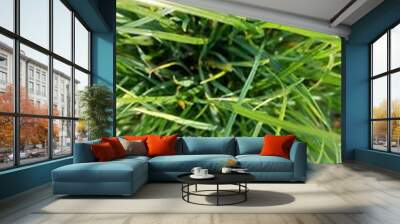 green grass background Wall mural