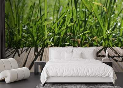 green grass on wooden background Wall mural