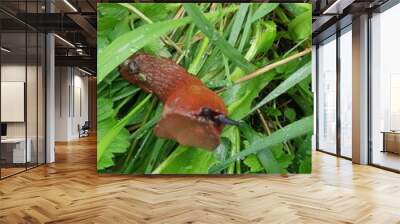 snail on a leaf Wall mural