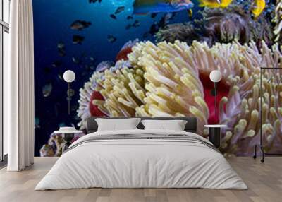 poisson clown et anémone, clownfish Wall mural