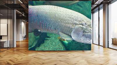 Arapaima Wall mural