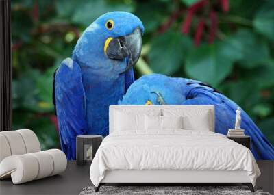 Macaw Wall mural