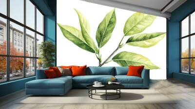 Swietenia macrophylla leaves in bright light on white Wall mural