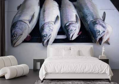 fresh catch pink salmon Wall mural