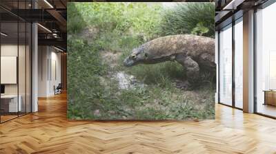 Komodo Dragon Wall mural