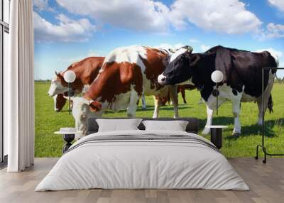 Cows grazing on pasture Wall mural