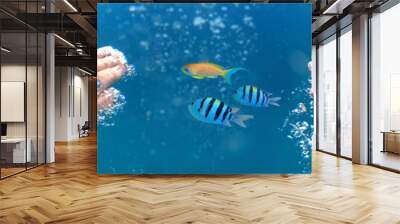 Underwater shoot of a diver swimming in a blue clear water and chasing the goldfish, strong hands and lots of bubbles. Point of view shot Wall mural