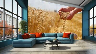 Wheat grain in a hand after good harvest of successful farmer in a background agricultural machinery combine harvester working on the field Wall mural