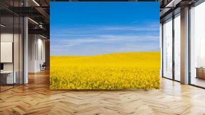 Landscape photography of rapeseed. Canola field and blue sky in background. Yellow flower with blue sky. Ukraine flag like picture. Wall mural