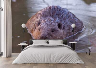 Eurasian beaver (Castor fiber), large rodent swimming in the river in its natural habitat. Wildlife. Wall mural