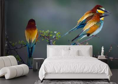 European Bee-eater (Merops apiaster), beautiful colorful bird sitting on a twig Wall mural