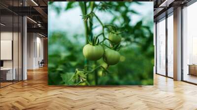 Red and green tomatoes on the greenhouse farm Wall mural