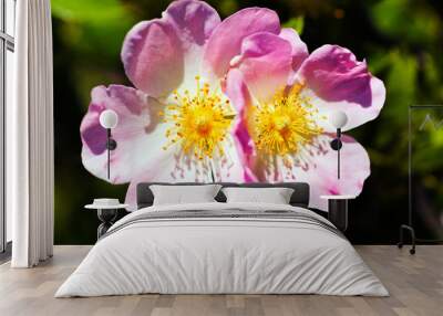 Two white flowers Wall mural