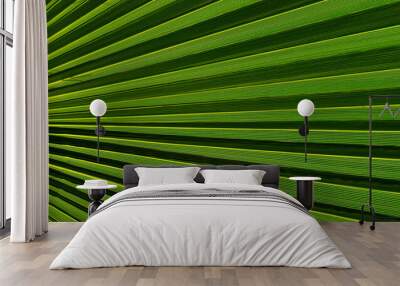 Beautiful green palm leaf texture background Wall mural