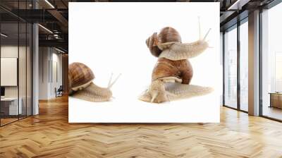 snail white background animal brown. shell tentacle. Wall mural