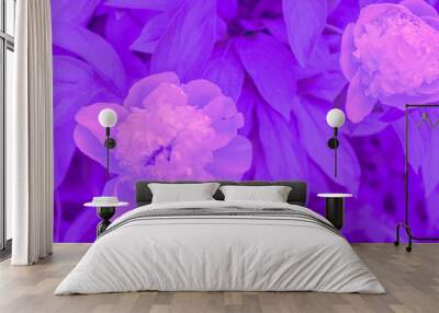 Trendy color ultra violet concept. Ultraviolet peony flower abstract background. Wall mural