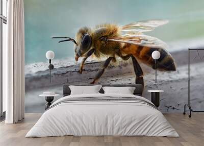 Honey Bee on a window sill  Wall mural