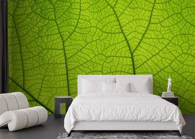 Extreme close up texture of green leaf veins Wall mural