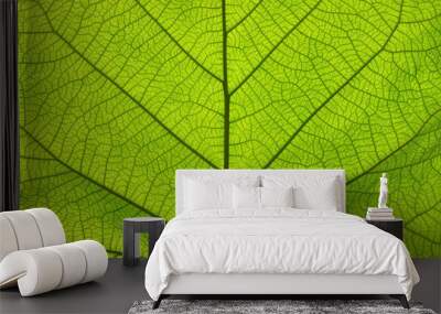 Extreme close up texture of green leaf veins Wall mural