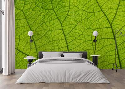 Extreme close up texture of green leaf veins Wall mural