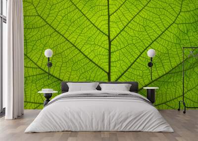 Extreme close up texture of green leaf veins Wall mural