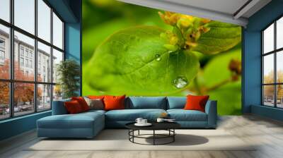 Leaf Wall mural