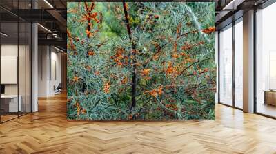 Outdoor sea buckthorn berries, ripe in autumn Wall mural