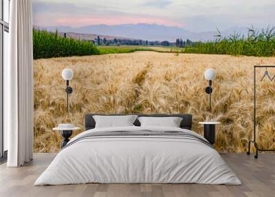 Ripe golden wheat, wheat ears Wall mural