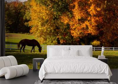 horse in the field Wall mural