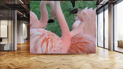 flamingo play fight 2 Wall mural