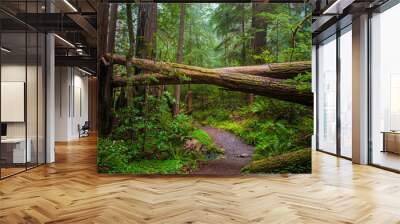 Fallen Redwood Wall mural