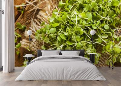 Raw Green Arugula Microgreens Wall mural