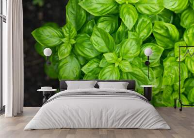 Raw Green Organic Basil Plant Wall mural