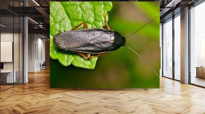 smokybrown cockroach periplaneta fuliginosa insect leaf nature springtime pest control agriculture. Wall mural