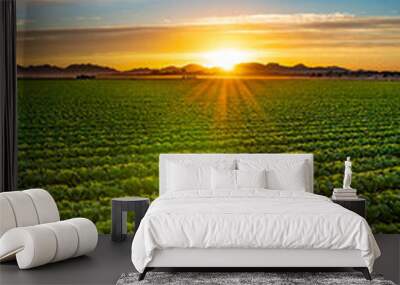 Sunrise Lettuce Wall mural