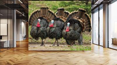 Three  Turkeys (jakes) Strutting Wall mural